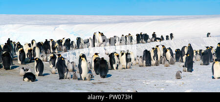 Colonia, gregge - pinguini imperatore in Antartide. Piano generale Foto Stock