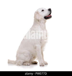 Studio shot di un adorabile golden retriever seduto su sfondo bianco. Foto Stock