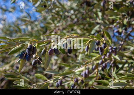 La piantagione di olive in montagna, Creta, Grecia Foto Stock