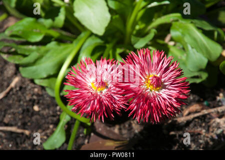 Sydney Australia, fioritura rossa carta impianto a margherita Foto Stock