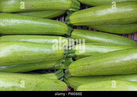 Zucchine. Zucchine fresche, verdura verde sul locale mercato contadino, appena raccolto la zucchina, estate squash. Verde biologico zucchine sfondo. Veget Foto Stock