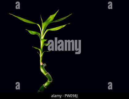Ecologia Concetto di immagine con bambù levetta su sfondo nero Foto Stock