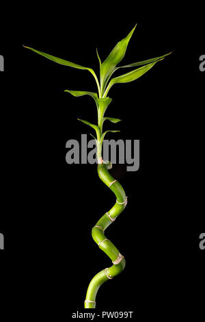 Ecologia Concetto di immagine con bambù levetta su sfondo nero Foto Stock