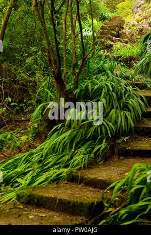 Giardino, percorso di concreti passi, circondato da una lussureggiante vegetazione. Bella e verde ambiente rurale. Foto Stock