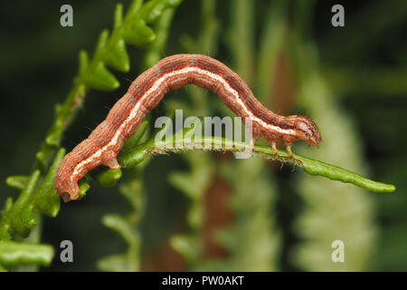 Marrone Linea argento moth caterpillar (Petrophora chlorosata) su bracken frond. Tipperary, Irlanda Foto Stock