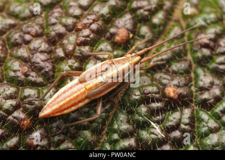 Vista dorsale di Erba Bug nymph (Stenodema calcarata). Tipperary, Irlanda Foto Stock