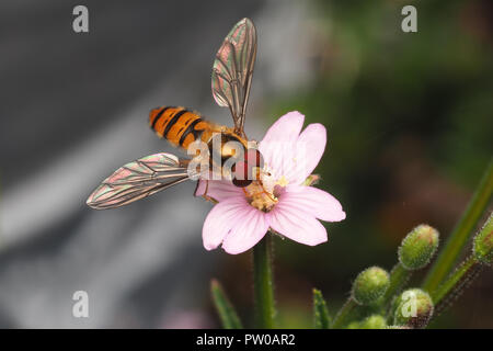 Episyrphus balteatus hoverfly avanzamento sul fiore. Tipperary, Irlanda Foto Stock