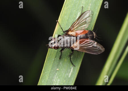 Tachinid fly (Eriothrix rufomaculata) appollaiato sull'erba. Tipperary, Irlanda Foto Stock