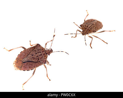 Brown marmorated stink bug Halyomorpha halys, una specie invasive provenienti dall Asia. Su sfondo bianco. Foto Stock