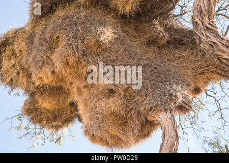 Socievole Weaver bird nest di Acacia Camel Thorn Tree, Namibia Foto Stock