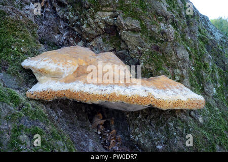 Inonotus dryadeus (staffa di quercia) è principalmente a base di alberi di quercia. È fungo parassita e provoca una condizione nota come bianco rot. Foto Stock