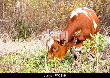 Una giovane e bella mucca mangia erba sul pascolo. Le mucche vivono in una fattoria. Essi sono allevati per la estrazione di gustosa e salutare il latte. Foto Stock