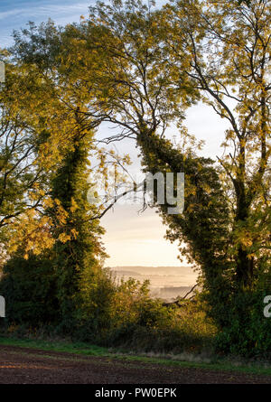 La mattina presto in autunno la luce del sole proveniente attraverso una siepe nella campagna di Cotswold. Cotswolds, Inghilterra Foto Stock