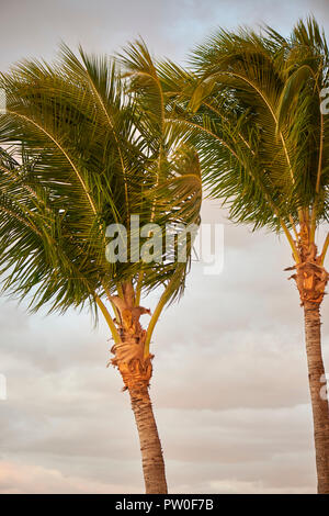 Due palme ondeggianti e piegatura in Ocean Breeze. Ft. Meyer's Beach, Florida USA Foto Stock