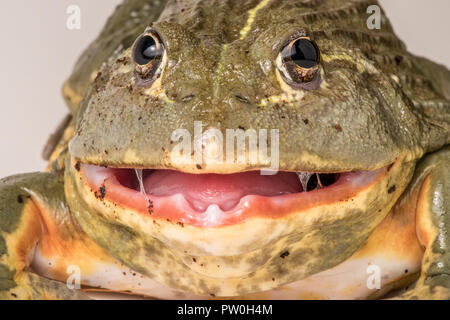 Pyxicephalus adspersus, un bullfrog africani, apre la sua bocca mostrare le creste sulla sua mascella inferiore. Uno dei pochi rane che può dare un morso doloroso. Foto Stock