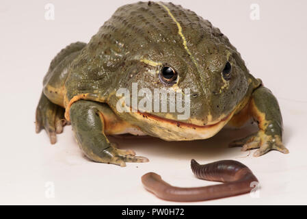 Il tempo di alimentazione per questa grande maschio African bullfrog (Pyxicephalus adspersus), che qui si mangia un gustoso worm. Isolato su bianco. Foto Stock