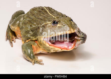 Il tempo di alimentazione per questa grande maschio African bullfrog (Pyxicephalus adspersus), che qui si mangia un gustoso worm. Isolato su bianco. Foto Stock