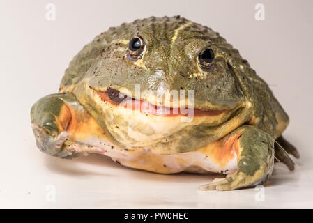 Il tempo di alimentazione per questa grande maschio African bullfrog (Pyxicephalus adspersus), che qui si mangia un gustoso worm. Isolato su bianco. Foto Stock