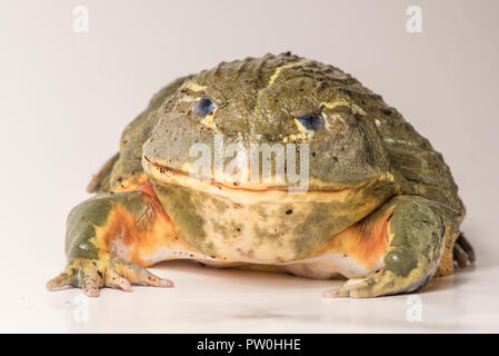 Il tempo di alimentazione per questa grande maschio African bullfrog (Pyxicephalus adspersus), che qui si mangia un gustoso worm. Isolato su bianco. Foto Stock