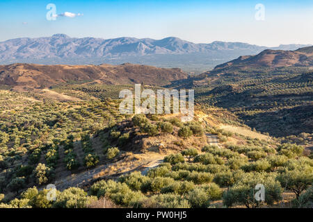 Le piantagioni di olive in alta montagna dell'isola di Creta, Grecia Foto Stock