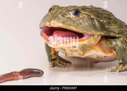 Il tempo di alimentazione per questa grande maschio African bullfrog (Pyxicephalus adspersus), qui colpisce con un worm di massa. Foto Stock