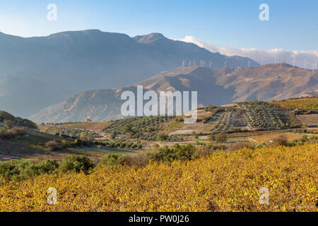 Le piantagioni di olive in alta montagna dell'isola di Creta, Grecia Foto Stock