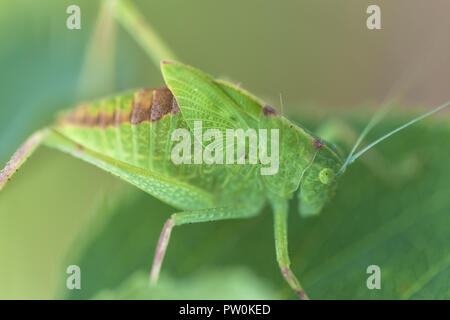 Un bambino maggiore angolo-wing katydid (Microcentrum rhombifolium) Pesce persico su una foglia di rose. Foto Stock