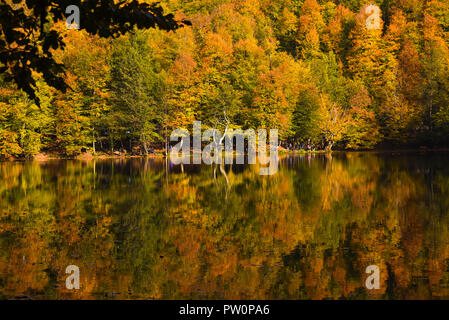 Caduta di alberi in corrispondenza di un bordo del lago di Yedigoller National Park, Turchia Foto Stock