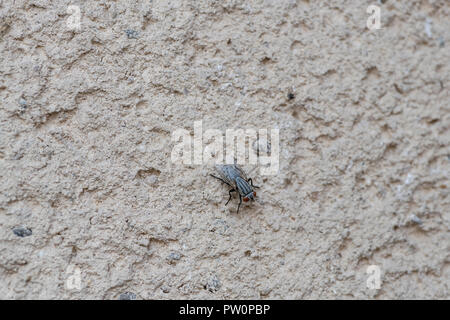 Una mosca striata bianca e nera con grandi occhi rossi appoggiati sul muro esterno di una casa, insetto trovato in Medio Oriente Foto Stock