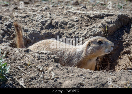 Nero-tailed cane della prateria chiamando da burrow, Mesa Gateway Open Space Park, COLORADO US. Foto Stock