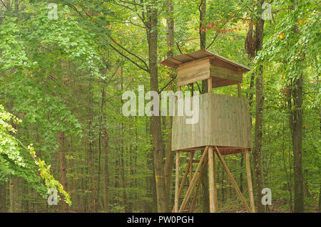 Piedistallo in legno per osservare la fauna in autunnale di bosco di faggio su foschia mattutina Foto Stock