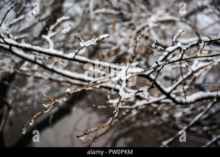 Primo piano della fronda coperte di neve e ghiaccio durante il periodo invernale in Asia Foto Stock