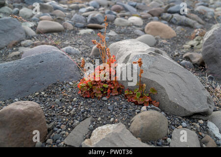 Piccoli fiori colorati è in crescita sulla superficie ruvida in Islanda durante il periodo estivo Foto Stock