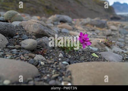 Piccoli fiori colorati è in crescita sulla superficie ruvida in Islanda durante il periodo estivo Foto Stock