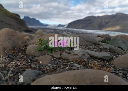 Piccoli fiori colorati è in crescita sulla superficie ruvida in Islanda durante il periodo estivo Foto Stock