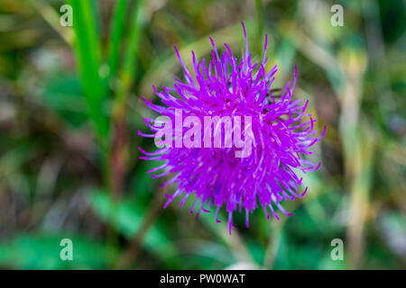 Macro di porpora globe thistle in piena fioritura durante il periodo estivo in Germania Foto Stock