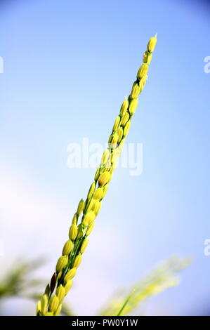 Il riso raccolto - in um Cang Chai, Viet Nam Foto Stock