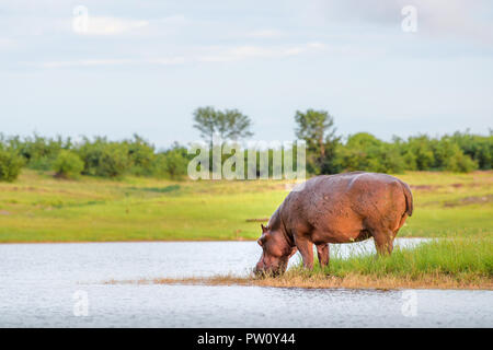 Ippopotamo acqua potabile nel lago Kariba national park in Zimbabwe e Zambia, African ippona beve l'acqua bella cielo sfondo erba gol di sunrise Foto Stock