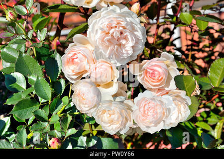 Delicato fragrante rosa rose inglesi su bush nel giardino vicino. Crescente giardino di rose nel terreno aperto - elemento decorativo di progettazione del paesaggio Foto Stock