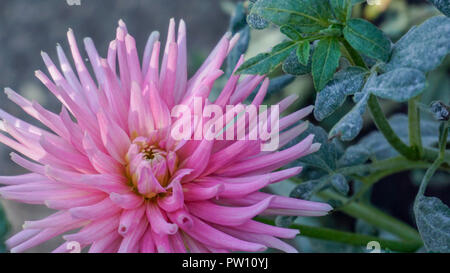 Dahlia Park Princess closeup 1. Foto Stock