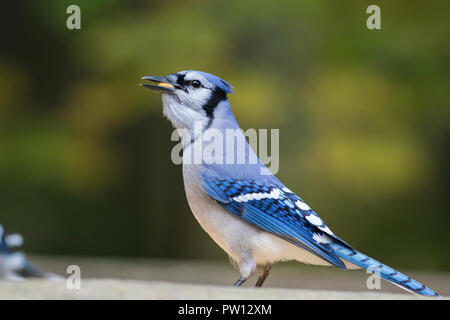 Blue Jay in autunno Foto Stock