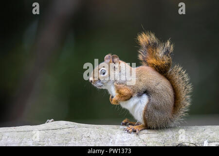 American scoiattolo rosso (Tamiasciurus hudsonicus) Foto Stock
