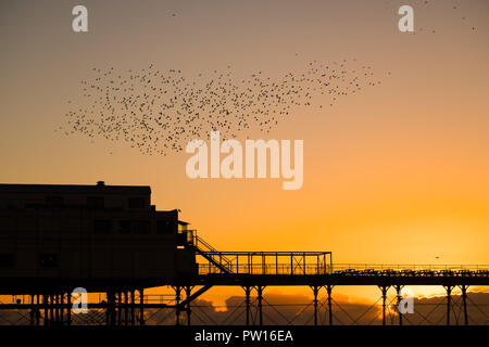 Aberystwyth Wales UK, giovedì 11 ottobre 2018. Regno Unito: Meteo nella calma prima della gales di tempesta Callum ha colpito la costa ovest, centinaia di storni volare in murmurations al di sopra del contorno di Aberystwyth il molo sul mare come il sole tramonta maestosamente su Cardigan Bay. Photo credit: Keith Morris/ Alamy Live News Foto Stock