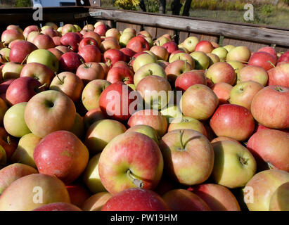 Il Werder, Brandenburg. 10 ottobre, 2018. Le mele della varietà Rubinstar sono in attesa di essere elaborate nella Thierschmann Lohnmosterei. Senza registrazione quasi niente funziona attualmente con frutta Märkischen Mostereien. Il raccolto è buono e il riparto giardinieri deve lasciare. (A 'raccolta dei frutti porta buoni affari ai negozi di senape" del 12.10.2018) Credito: Bernd Settnik/dpa-Zentralbild/dpa/Alamy Live News Foto Stock