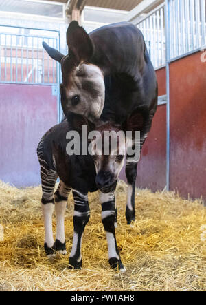 11 ottobre 2018, Baden-Wuerttemberg, Stoccarda: un Okapi bull nato il 03 ottobre 2018 stand con sua madre Nyota in un involucro interno del giardino zoologico Wilhelma Giardino Botanico. Foto: Marijan Murat/dpa Foto Stock