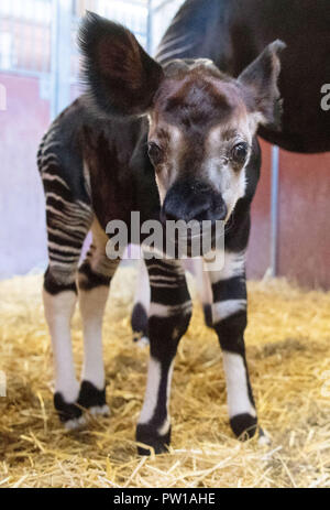 11 ottobre 2018, Baden-Wuerttemberg, Stoccarda: un Okapi bull nato il 03 ottobre 2018 sorge in un involucro interno del Wilhelma Zoological-Botanical giardino. Foto: Marijan Murat/dpa Foto Stock