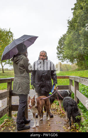 Kidderminster, Regno Unito. 12 ottobre 2018. Tempo nel Regno Unito: È molto umido e molto ventoso! Temperature più miti potrebbero essere allettanti per noi all'aperto, ma i visitatori di un parco a Kidderminster devono sfidare piogge molto pesanti e venti sempre più forti questa mattina. Una signora che si ripara sotto un ombrello, in impermeabile, sta chiacchierando con un cane bevuto camminatore con tre cani molto umidi! Credit: Lee Hudson/Alamy Live News Foto Stock