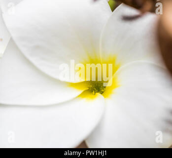 Close up di Plumeria Golden Arrow fiore Foto Stock