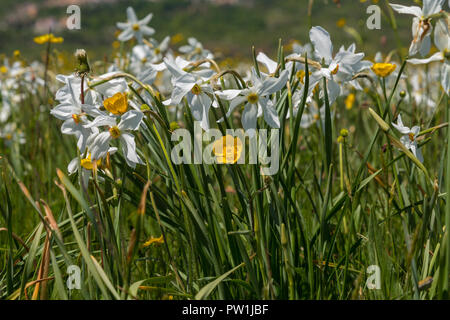 Poeta Daffodil, fagiano occhio Narciso. Abruzzo Foto Stock