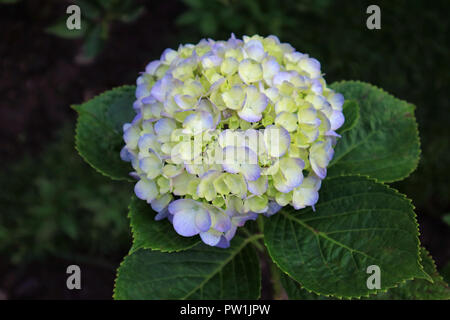 Splendida fioritura viola pastello e la luce gialla fiore Ortensie Foto Stock